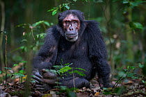 Chimpanzee (Pan troglodytes) sat on the forest floor holding foot. Kibale National Park, Uganda. November