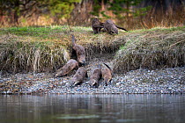 North American river otter (Lontra canadensis), group exploring the banks of river. Grand Teton National Park, USA. May