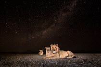 Lion (Panthera leo) young male and two females lying on the plains under a starry sky, taken with remote camera. Liuwa Plain National Park, Zambia. May