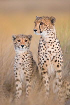 Cheetah (Acinonyx jubatus) mother and juvenile sat in the grass. Liuwa Plain National Park, Zambia. May