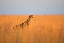 Cheetah (Acinonyx jubatus) stood alert in long grass. Liuwa Plain National Park, Zambia. May