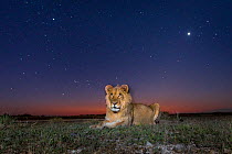 Lion (Panthera leo) sat under a starry sky, taken with a remote camea. Liuwa Plain National Park, Zambia. May