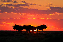 Blue wildebeest (Connochaetes taurinus), silhouetted against the sunset. Liuwa Plain National Park, Zambia. May