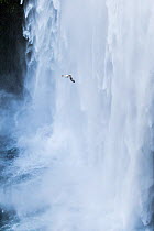 Northern fulmar (Fulmarus glacialis),flying across waterfall. Skogafoss waterfall in Iceland. July 2015.