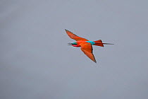 Southern carmine bee-eater (Merops nubicoides) in flight. South Luangwa, Zambia. October