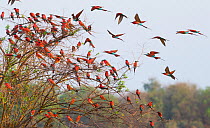 Southern carmine bee-eater (Merops nubicoides) flock perched and flying around tree. South Luangwa, Zambia. October