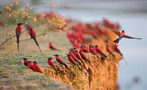 Southern carmine bee-eater (Merops nubicoides) flock perched on cliff edge. South Luangwa, Zambia. October