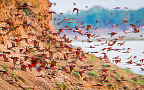Southern carmine bee-eater (Merops nubicoides) flock flying from river cliff. South Luangwa, Zambia. October