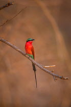Southern carmine bee-eater (Merops nubicoides) perched on branch. South Luangwa, Zambia. October