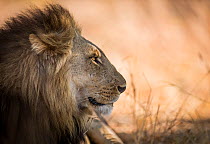 Lion (Panthera leo) profile portrait of male, South Luangwa, Zambia. October