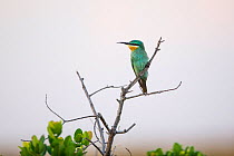 Blue-cheeked bee-eater (Merops persicus) perched on tree. Liuwa Plain National Park, Zambia. November