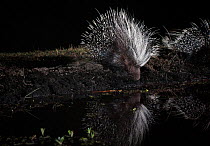 Porcupine, (Hystrix africaeaustralis) drinking from pool, taken with remote camera. Liuwa Plain National Park, Zambia. November