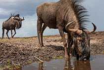 Blue wildebeest (Connochaetes taurinus), drinking from pool, taken with remote camera. Liuwa Plain National Park, Zambia. November
