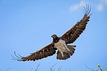 Martial eagle (Polemaetus bellicosus) soaring with open wings.  Liuwa Plain National Park, Zambia. November