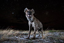 Spotted hyena (Crocuta crocuta) at night, taken with remote camera. Liuwa Plain National Park, Zambia. December