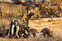 African wild dog (Lycaon pictus) mother feeding pups. Hwange National Park, Zimbabwe. July