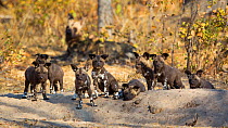 African wild dog (Lycaon pictus) group of pups. Hwange National Park, Zimbabwe. July