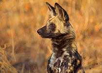 African wild dog (Lycaon pictus) close up side profile portrait. Hwange National Park, Zimbabwe. July
