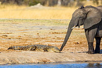 African bush elephant (Loxodonta africana) interacting with Nile crocodile (Crocodylus niloticus) Hwange National Park, Zimbabwe. July