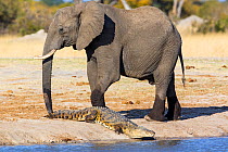 African bush elephant (Loxodonta africana) next to Nile crocodile (Crocodylus niloticus) Hwange National Park, Zimbabwe. July