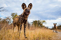 African wild dog (Lycaon pictus) standing in the grass, taken with remote camera. Hwange National Park, Zimbabwe. July