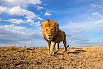 Lion (Panthera leo) walking over the plain, taken with remote camera. Serengeti National Park, Tanzania. December