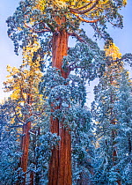 First rays of golden sunshine hit Giant Sequoias (Sequoiadendron giganteum) covered in a winter blanket of snow and frost, Grant Grove, Sequoia / Kings Canyon National Park, California, USA November
