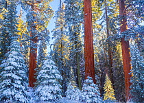 First rays of golden sunshine hit Giant Sequoias (Sequoiadendron giganteum) covered in a winter blanket of snow and frost, Grant Grove, Sequoia / Kings Canyon National Park, California, USA November