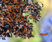 Monarch butterflies (Danaus plexippus) over winter on Eucalyptus and Monterey Cypress trees near Pismo Beach, San Luis, California, USA December.. When temperatures warm up enough, they will embark on...
