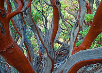 Manzanita (Arctostaphylos glauca) bark detail, San Gabriel Mountains, California, USA February