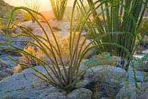 Ocotillo (Fouquieria splendens) in morning sun, Anza-Borrego State Park, California, USA February