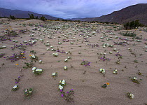 Dune primrose, Sand verbena, and Desert gold emerge from the sand after brief spring rains in Anza-Borrego Desert State Park, California, USA March