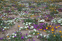 Dune primrose, Sand verbena, and Desert gold emerge from the sand after brief spring rains in Anza-Borrego Desert State Park, California, USA March