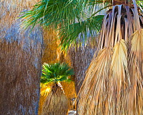 Young California fan palm (Washingtonia filifera) in sunshine among older palms in a remote oasis in Anza-Borrego Desert State Park, California, USA March
