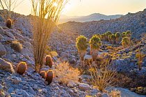 Barrel cacti (Ferocactus pilosus) and Ocotillo overlook Palm oasis at sunrise, Anza-Borrego Desert State Park, California, USA March
