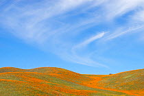 California poppies (Eschscholzia californica) and California goldfields (Lasthenia californica) extend as far as the eye can see, Antelope Valley Poppy Preserve, California, USA