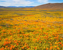 California poppies (Eschscholzia californica) and California goldfields (Lasthenia californica) extend as far as the eye can see, Antelope Valley Poppy Preserve, California, USA