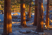 Camping in Big Pine Lakes, Sierra Nevada, Sequoia National Park, California, USA, May