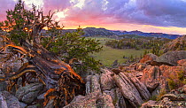 Ancient Bristlecone pine (Pinus aristata) clings to life, with a grand view of endless sage valleys, White Mountains, California, USA, July