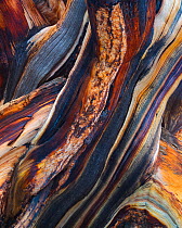 Bristlecone pine (Pinus aristata) abstract view of exposed and weathered wood layers, White Mountains, California, USA July