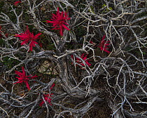 Paintbrush (Castilleja parviflora) flowering in withered sage bush, White Mountains, California, USA, July