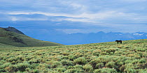 Wild horse / mustang in open landscape, White Mountains, California, USA, July
