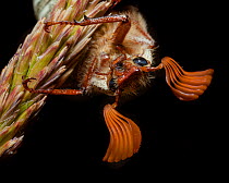 Lined June Beetle (Polyphylla decemlineata) close up, Mono Lake, California, USA July