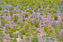 Mid summer flowers abound in the mountains surrounding Mono Lake, California, USA, July