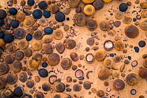 A diverse and natural array of Moqui Marbles on the slickrock landscape of Escalante National Monument, Utah, USA, October