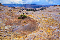 A lonely tree clings to life in the vast sandstone desert of Utah's Escalante National Monument, USA October