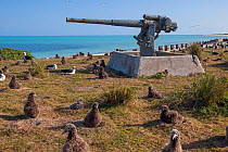 Laysan albatrosses (Phoebastria immutabilis) chicks on nests around an old gun battery part of WWII defences. Eastern Island, Midway Atoll. March 2010.