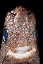 Pygmy shark (Euprotomicrus bispinatus) showing head with teeth, eyes, and nares or nostrils. Captive, Kona, Hawaii, USA. Central Pacific Ocean.