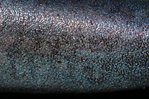 Close-up of the skin of a bioluminescing Pygmy shark, (Euprotomicrus bispinatus) showing glowing blue photophores (light organs). Captive. Kona, Hawaii, Central Pacific.