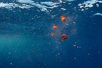 Fin whale (Balaenoptera physalus) faeces, red orange due to diet of krill, Pelagos Sanctuary for Mediterranean Marine Mammals, Ligurian Sea, Mediterranean Sea, Italy, June.